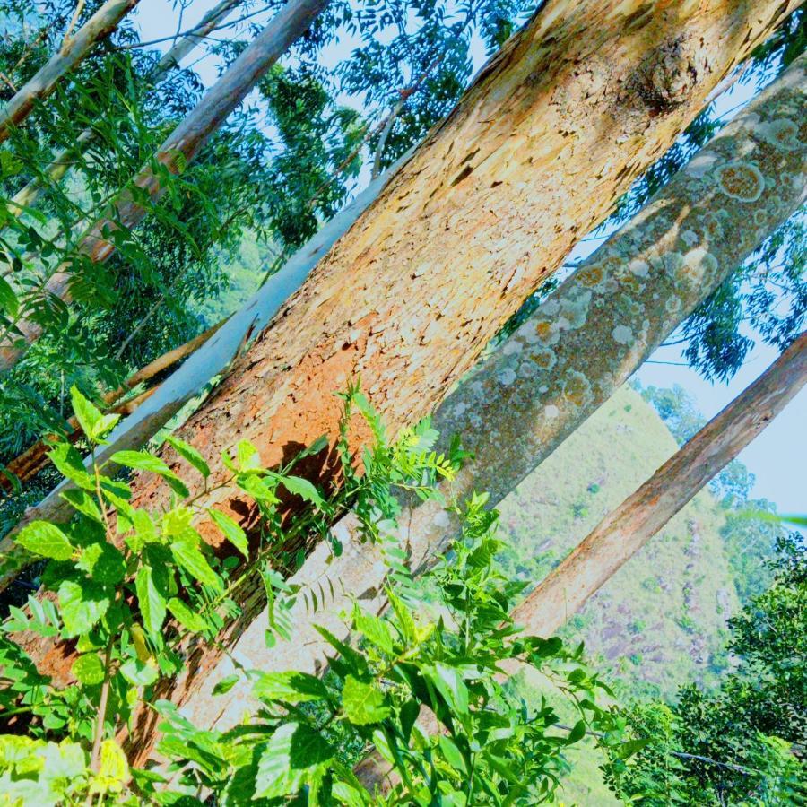 Rose Dale Homestay Ella Buitenkant foto